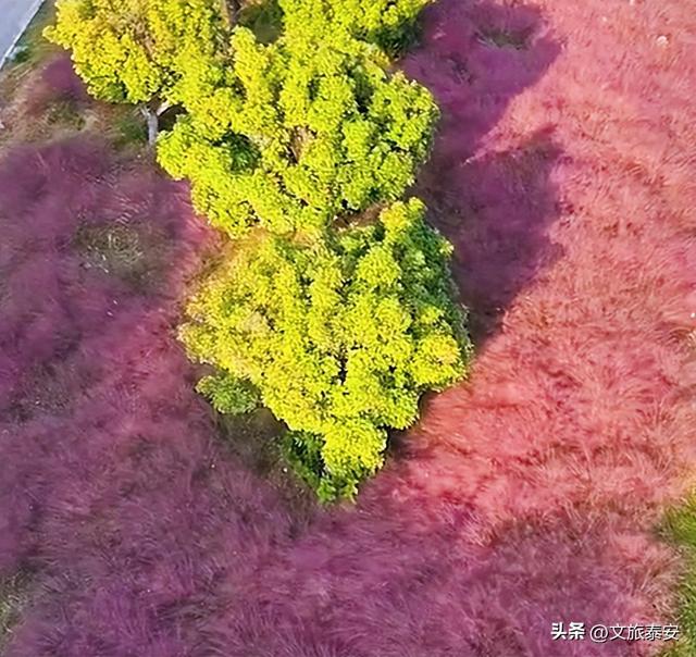 泰安这片花海美翻了！摩天轮下的粉黛乱子草等你来打卡！