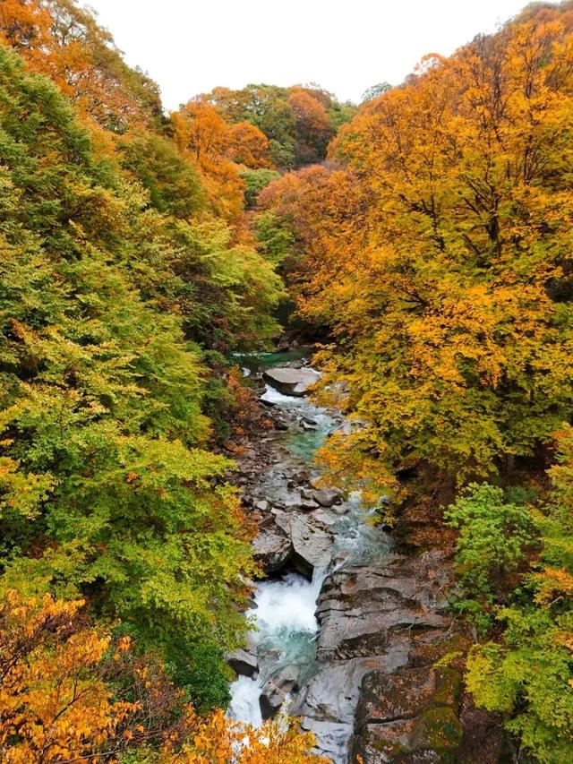 追了光雾山的红叶，这个秋天没白过！