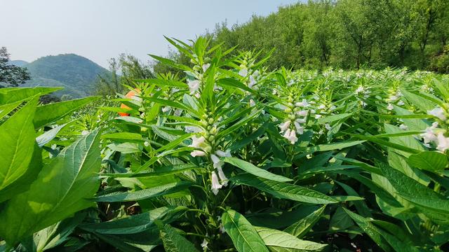 中伏天爬山体验，记石家庄鹿泉常河-北紫沟-南紫沟-南寨穿越