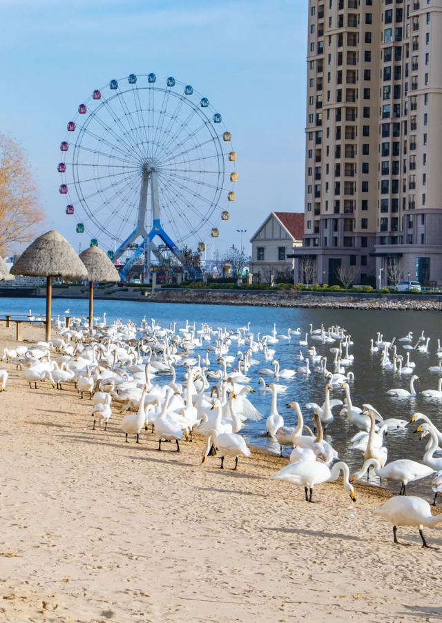 山东变身“候鸟天堂”，点击Get冬日限定浪漫
