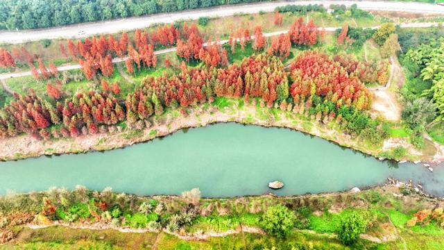 人少景美超出片！重庆这片浪漫杉林进入最佳观赏期