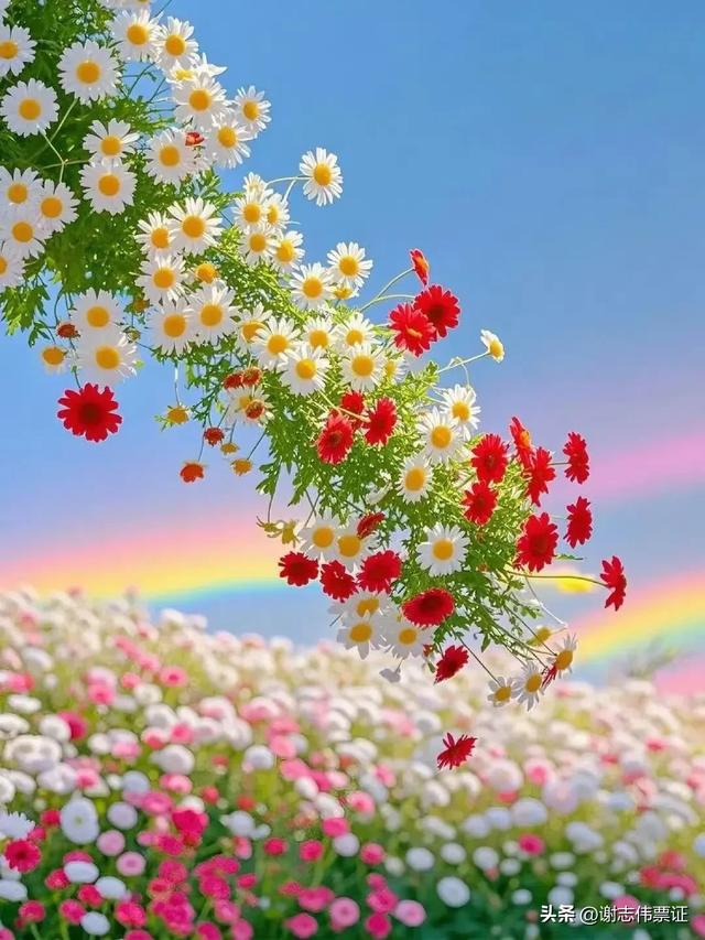 十一月第五期(四天)点评