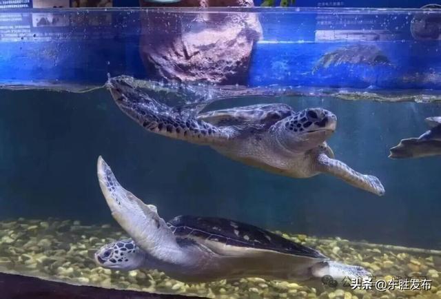 10月27日-29日，这些人免费游鄂野、海洋馆→