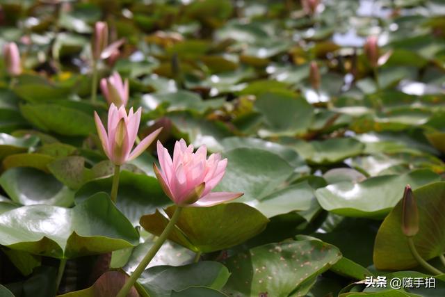 上海闵行文化公园水花园荷花进入盛花期，现实版“莫奈花园”
