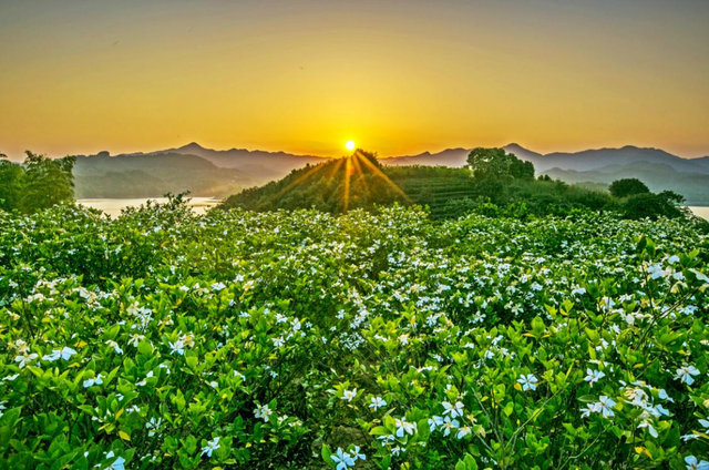 春游江淮丨在安庆的紫云英花海，把幸福开满春天