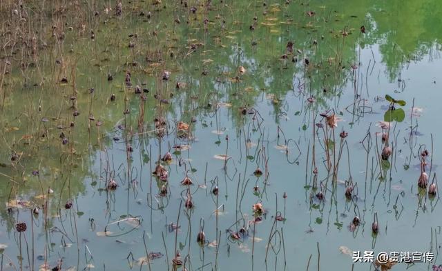 速收藏！贵港十二月赏花地图出炉，这些绝美机位拍出氛围感大片