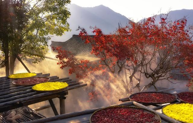 秋日红叶全攻略：认准这几棵树，带你解锁最美中国红！