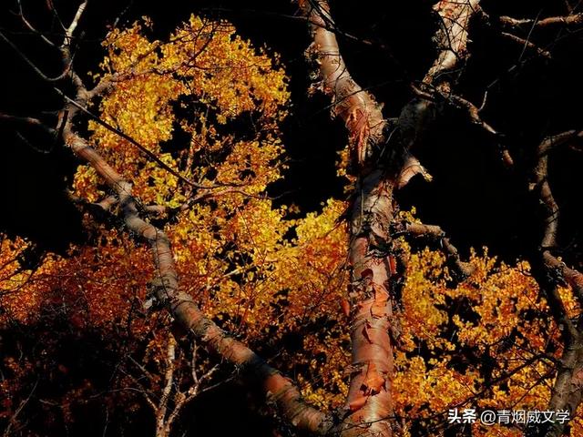 怀来秋日美