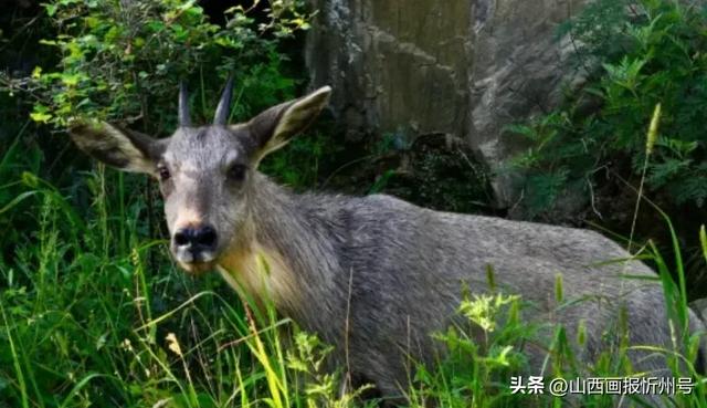 这里是五台山!