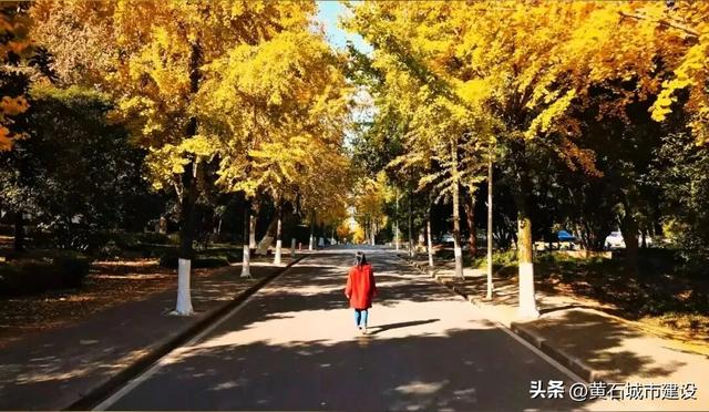 限时绝美!黄石街头颜值巅峰 周末来打卡