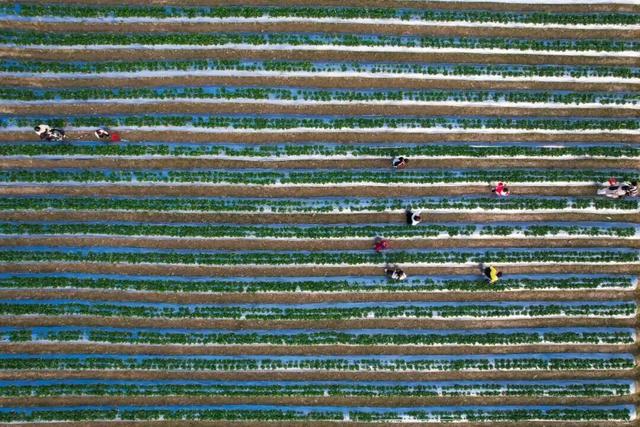 一起来肇庆摘果果！GO、GO、GO……