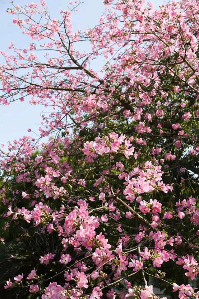 被厦门的秋天圈粉了!金色花海、粉色“云霞”……周末就出发→