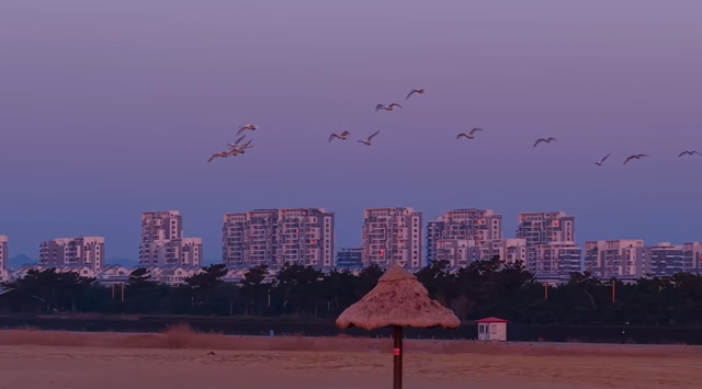 冬游威海 | “鹅”在这儿呢！