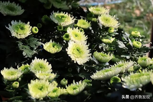 乘着地铁逛青岛｜青岛中山公园第41届菊展出行攻略来啦