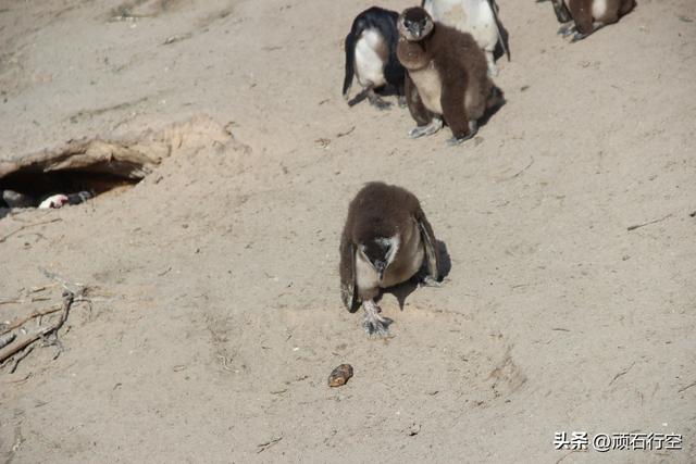 南部非洲：南非开普敦企鹅岛