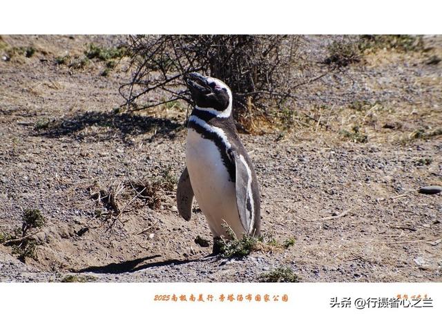 南极南美三国行游影记（77）—阿根廷旁塔汤布国家公园（四）