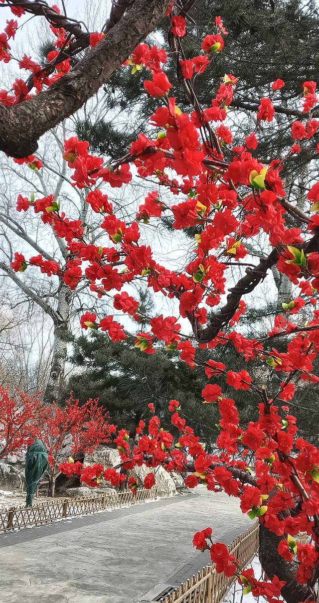 北京大观园“梅花”提早绽放 古风新春景致惊艳亮相