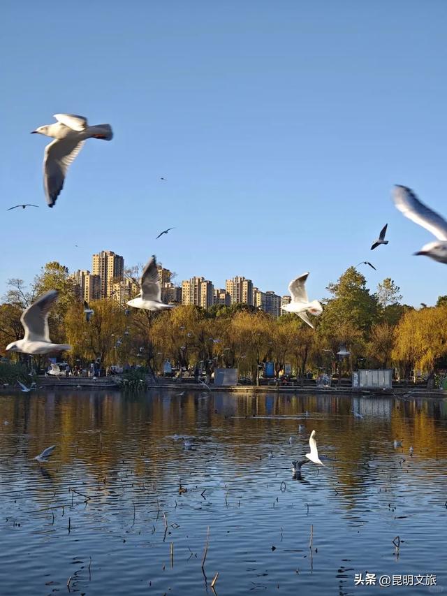 跟着滇超游昆明 | “鸥”然心动!打卡日记已备好,观鸥季精彩继续~