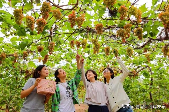 开炫！西海岸秋日“萄”宝指南来啦→