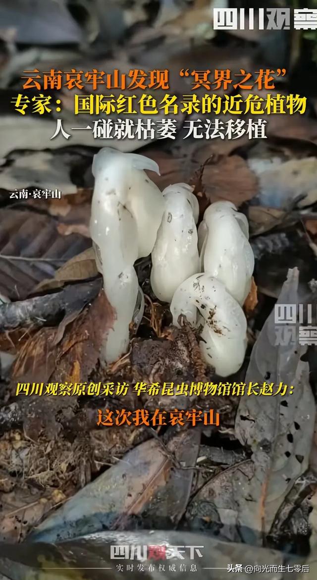 哀牢山发现7株冥界之花