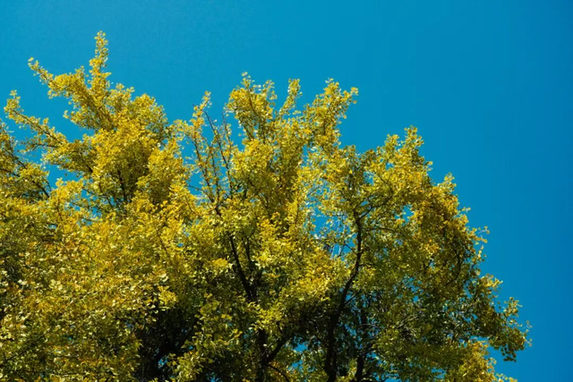 银杏黄了，太阳暖了，武侯在等你