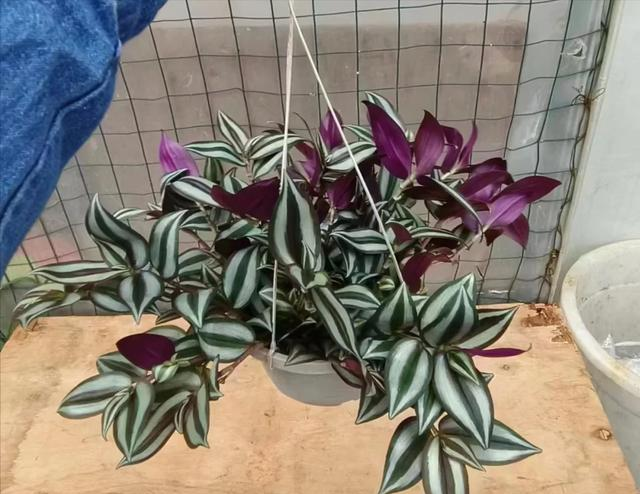 “客厅五不放，人旺家也旺”	，客厅再大，都别摆放5种“倒霉花”