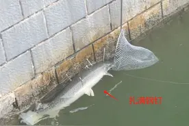 深圳一河道出现鳄雀鳝，长1米重约十多斤，当地钓友用钢钉射杀图片