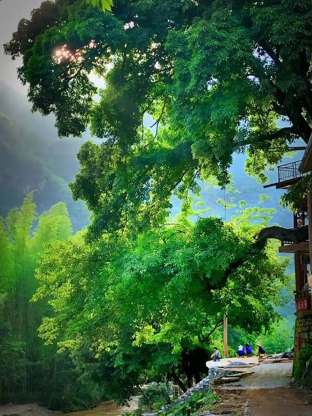 “桃源使者”杨丽枫：扎根柔软坝美，打造灵魂栖息地