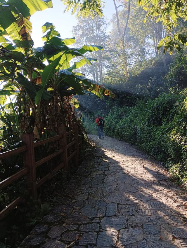 景迈山避世之旅，云端上的茶香秘境——西双版纳普洱游记之三