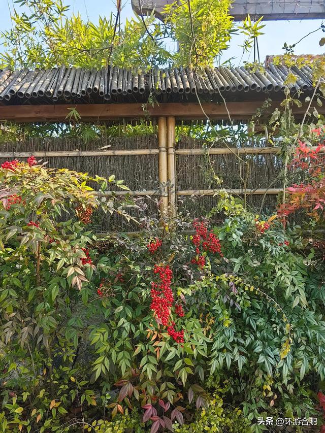 分享一个合肥周边小山村的初冬逃离计划