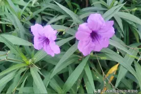 小区里的兰花草日日开新花图片