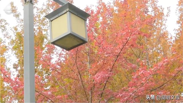 美上央媒！昆明红了！走走走，打卡最美枫景去，超全攻略速收藏→