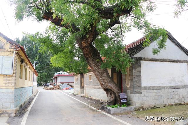 古槐复壮：重游莱西市山里吴家村之所见所感