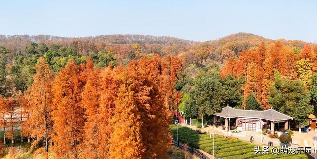 走进蔡甸九真山，池杉变色如调色盘，城市烦躁瞬间消解