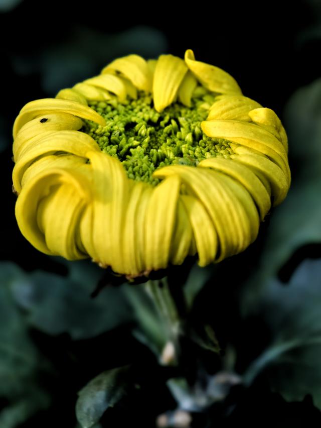 福州西湖公园2025年菊花展