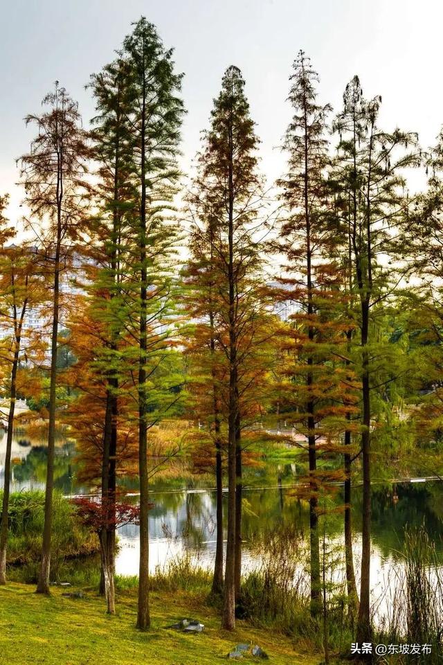 红了红了！东坡水杉出片率100%