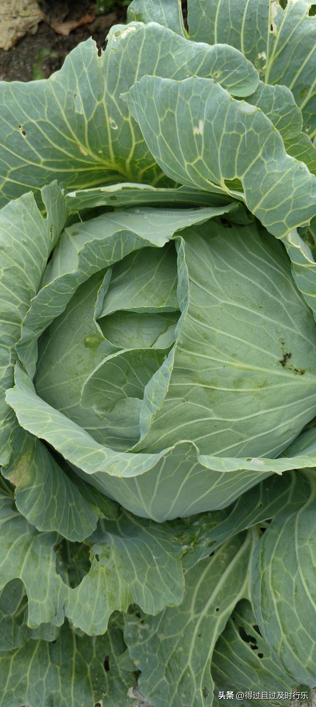 庐山游记-01来庐山，心悠然