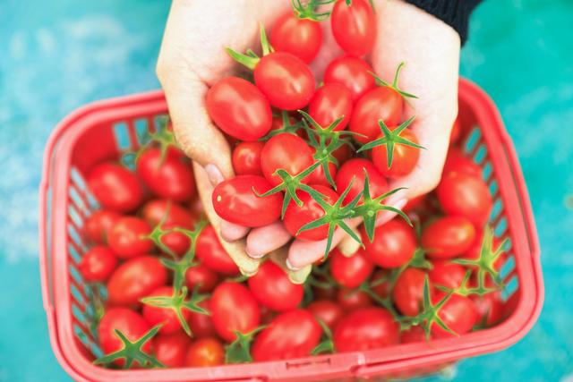 春日限定CP！高岭文化村「油菜花+小番茄」双倍甜蜜来袭！