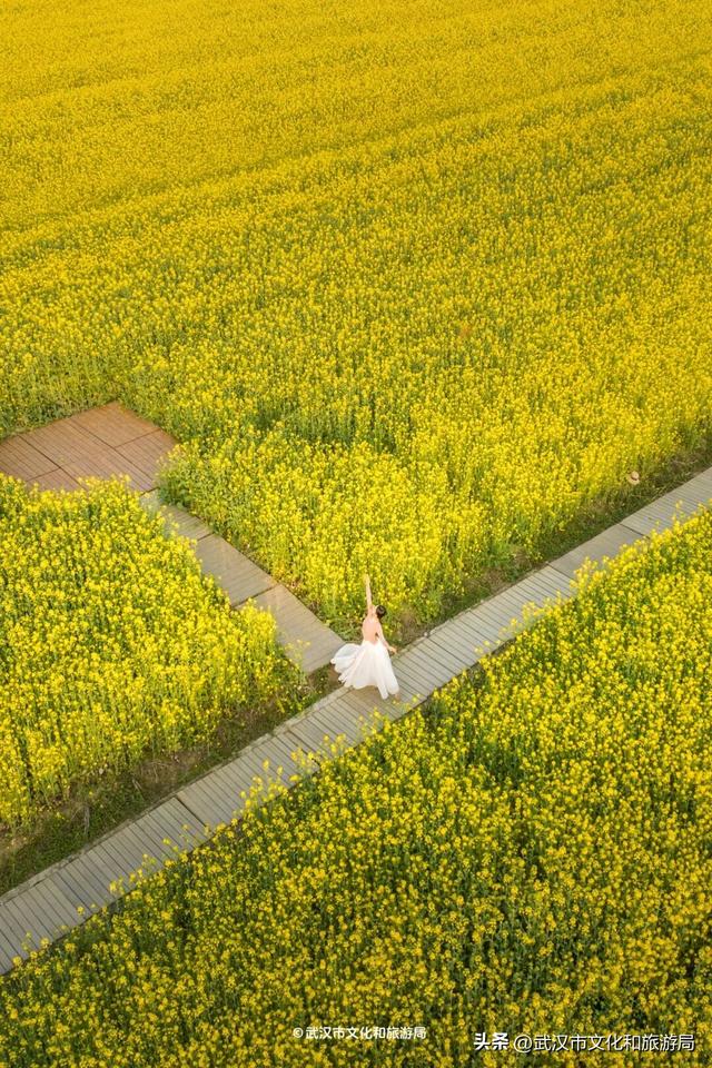 武汉春天最壮观的花海，全城盛开！