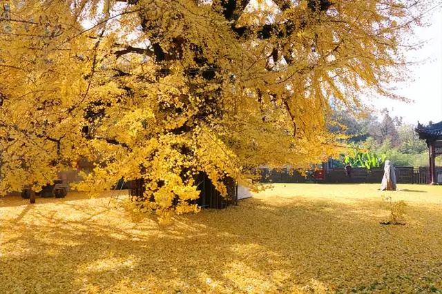 西安周末游丨这8个免费赏银杏叶好去处