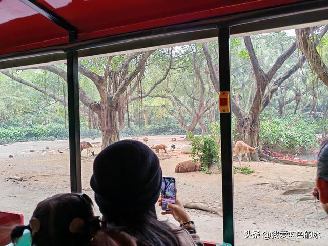参观广州长隆野生动物园，全程感觉眼累手累腿不累