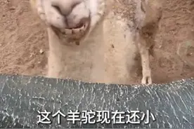 江苏一公园羊驼被曝背部有伤口爬满飞虫，公园回应：羊驼玩耍时蹭脏了伤口，已重新包扎将它关起来养伤图片