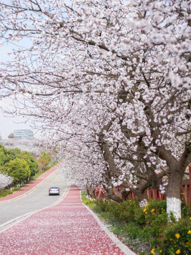 烟火成都丨哇塞！成都的春天也太会开了