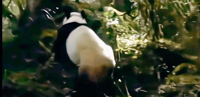 5岁半在野外被同类打死	，奶爸一夜白头