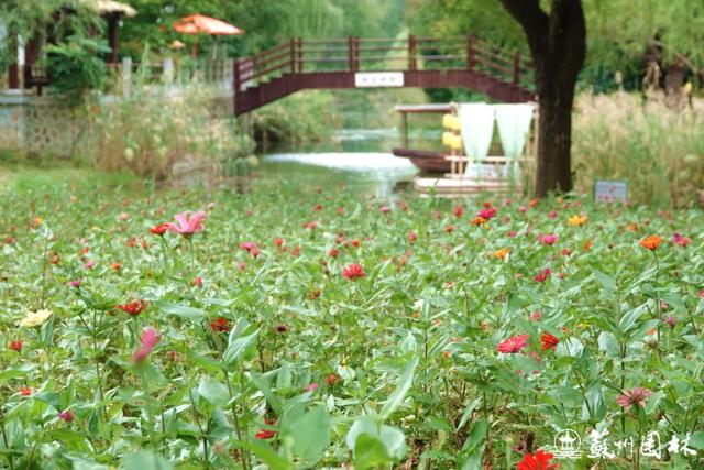 21处绚烂花海!苏州“晚秋花海”赏花地图出炉