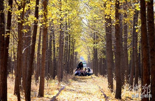 千亩银杏“披金”迎客来