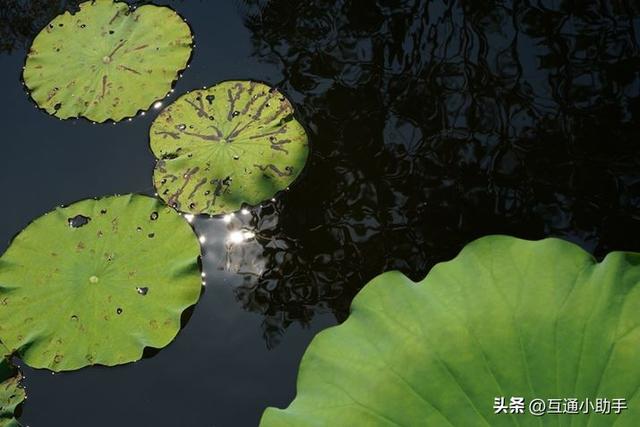 50mm起步的超远摄变焦!腾龙“50-400mm F/4.5-6.3 Di III VC VXD”评测