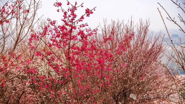 崇州的樱花，开啦！！!
