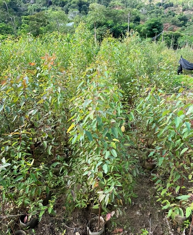 日本和美国早已禁种，那中国为何依然大力种植？背后的原因不简单