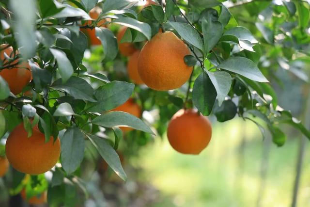 好看、好吃、好玩！富阳这个镇，值得一游！